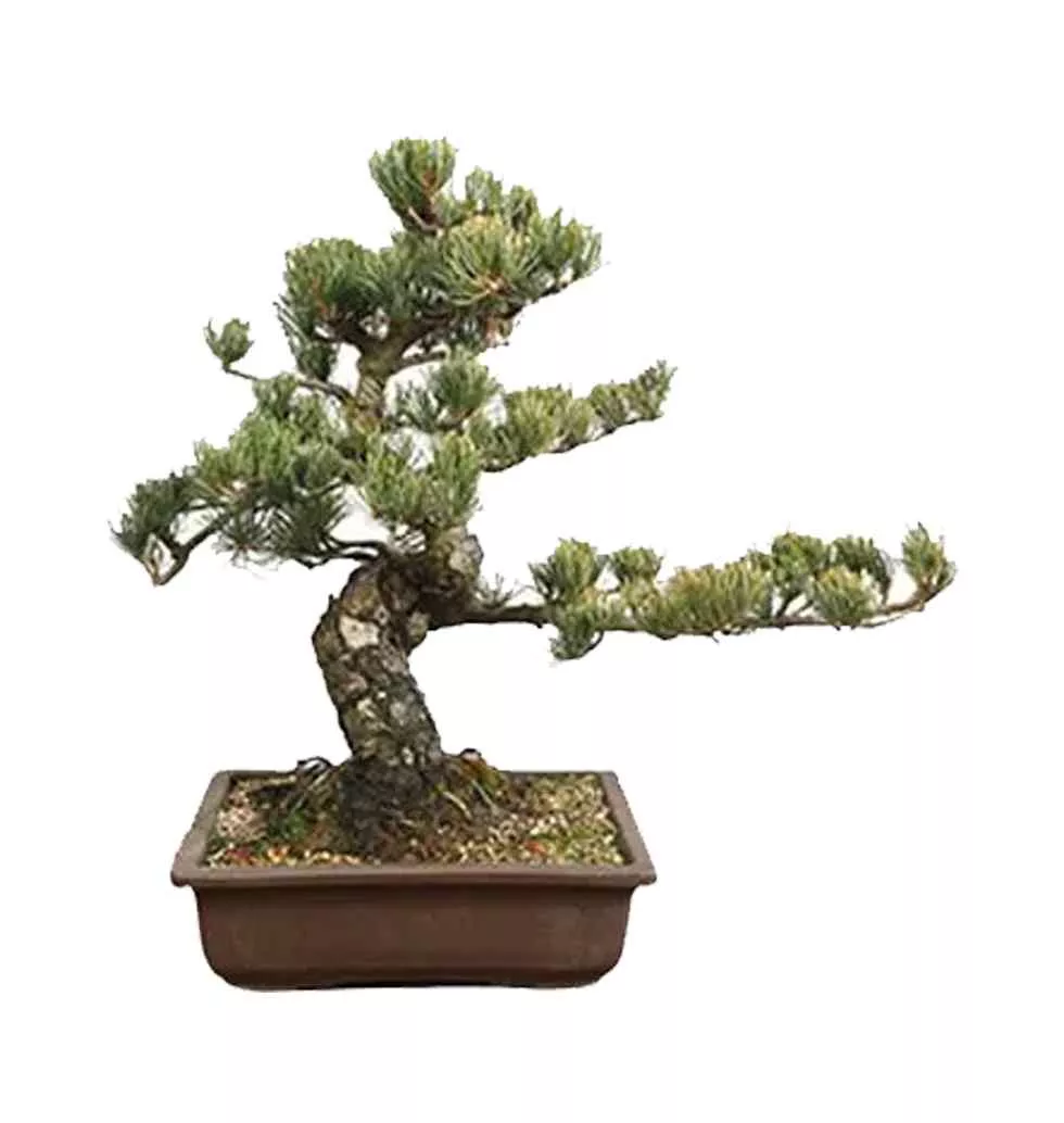 Alluring Pinus Parviflora Bonsai Plant in Pot
