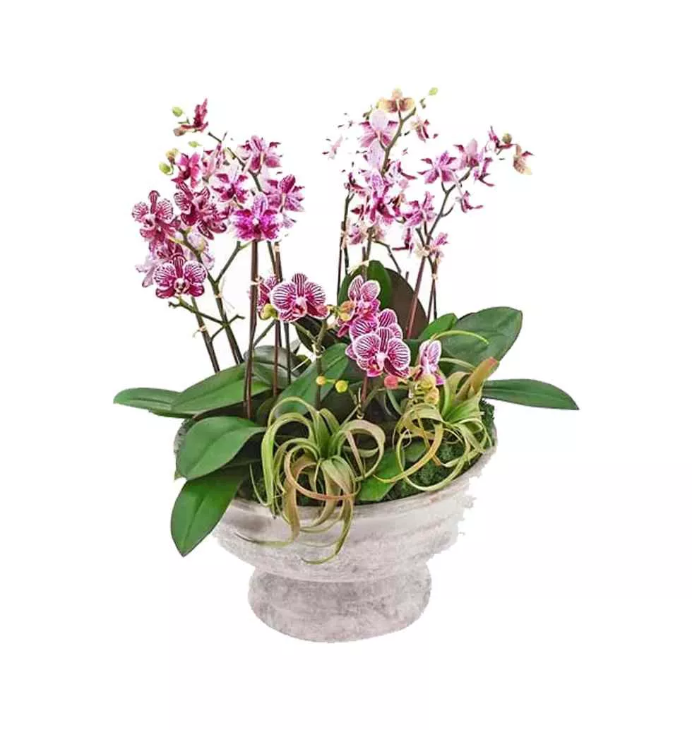 Botanical Mini Pink Dendrobium Orchids