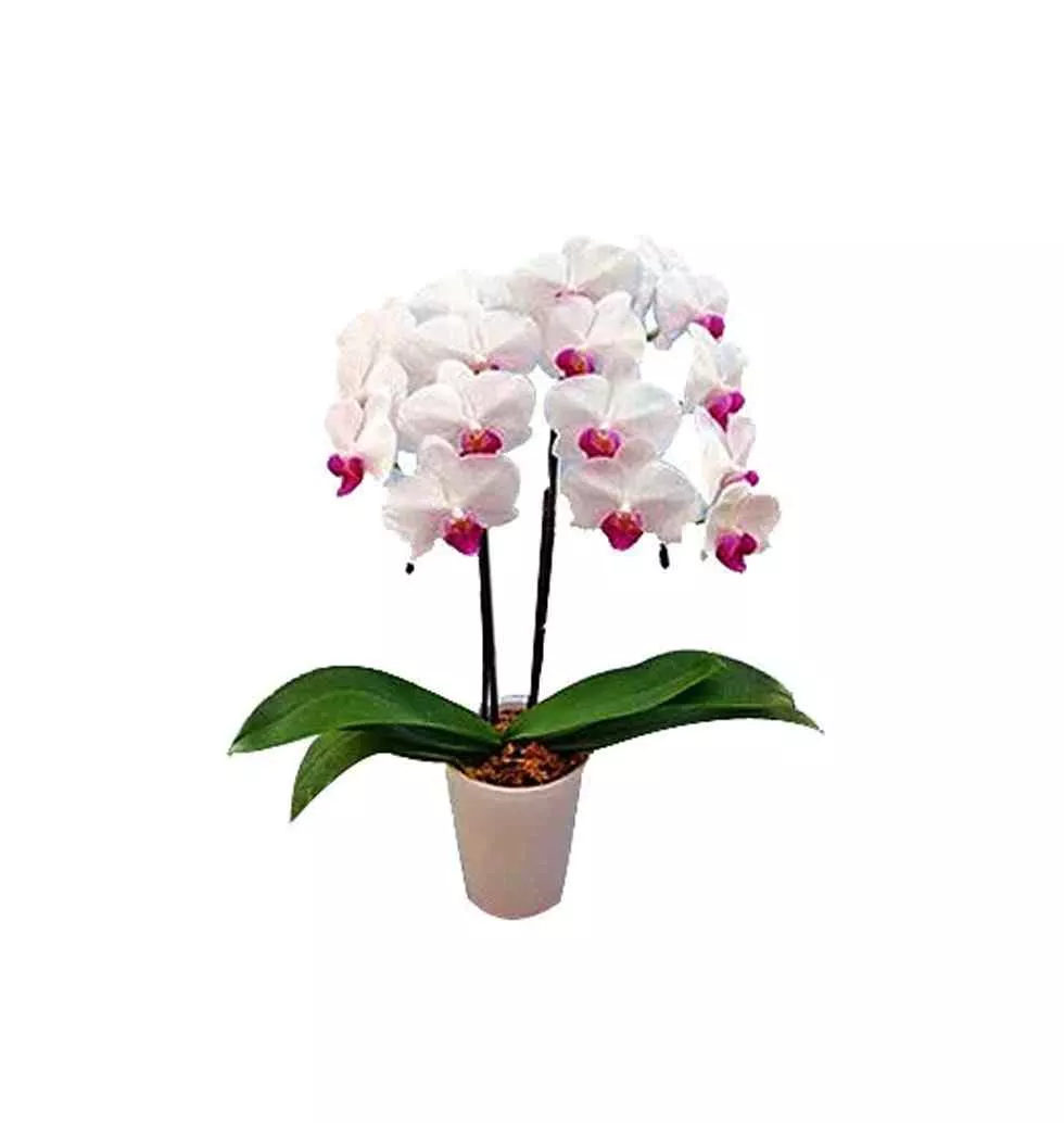 Distinctive Pink n White Middy Phalaenopsis "Yumi" Orchids in Pot