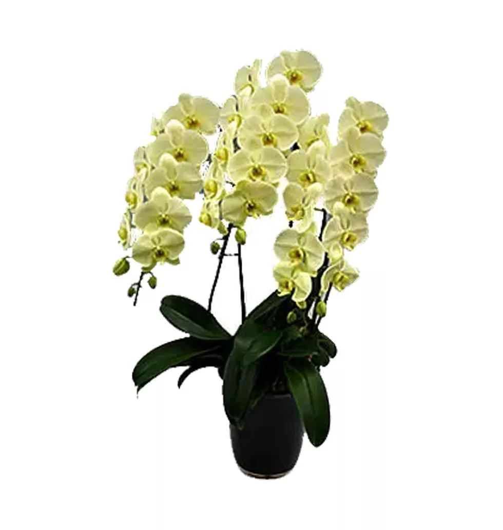 Eye-Catching Phalaenopsis Orchids Plant