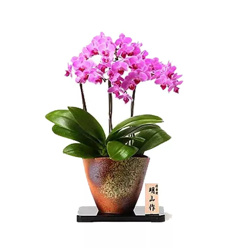 Lovely Candy Sorella Orchid Plant Placed in Pot