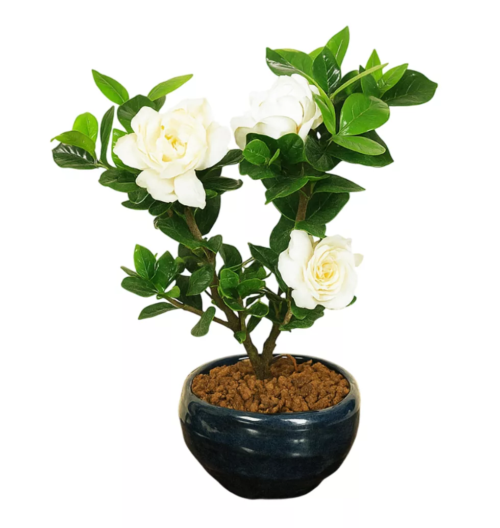 Captivating Cape Jasmine Bonsai