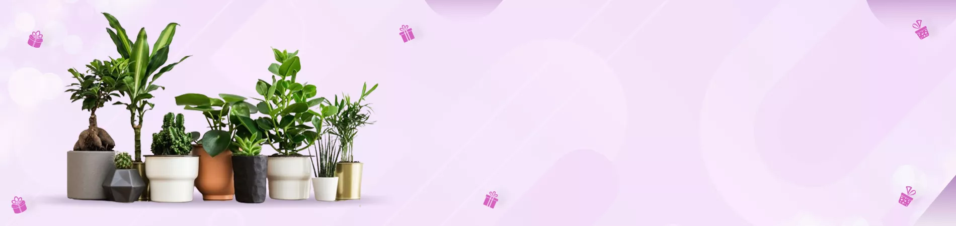Plants