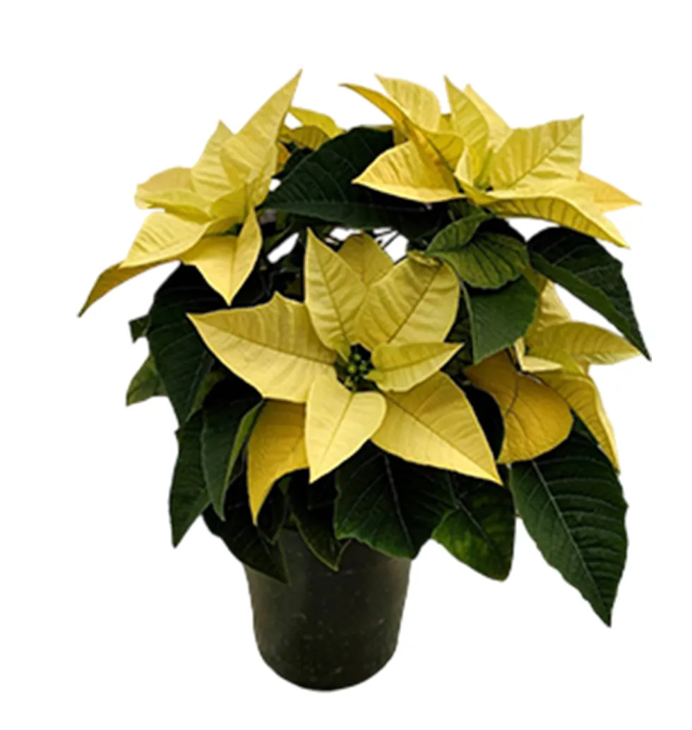 Festive Lemon Yellow Poinsettia Plant