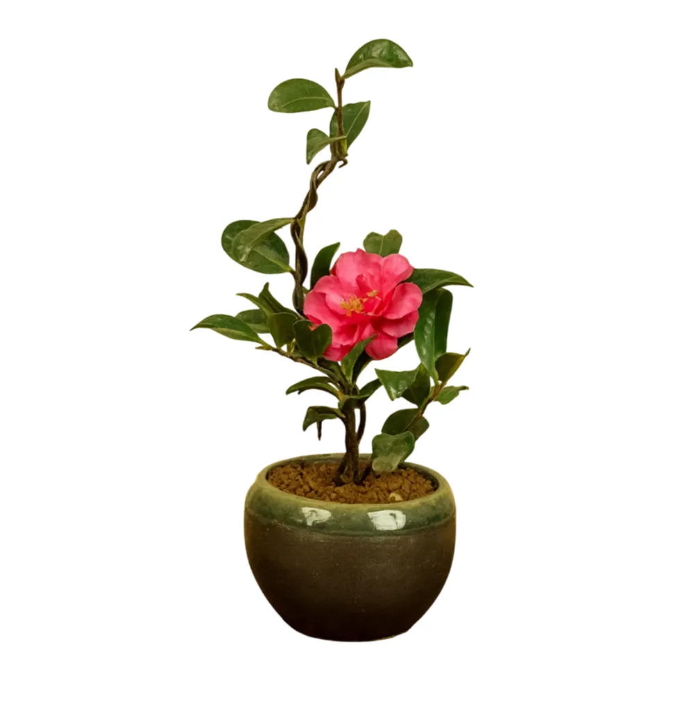 Fragrant Sazanka Camellia Bonsai Tree