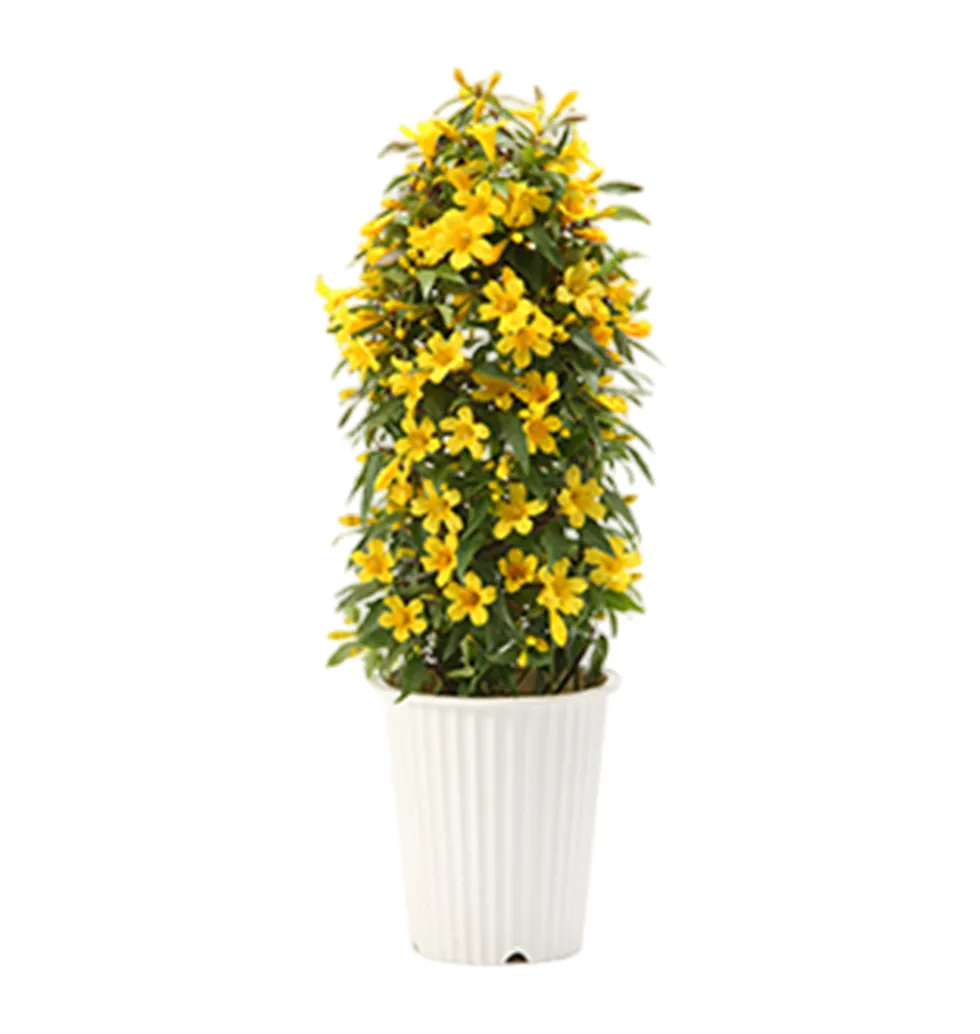 Festive Jasmine Plant Surprise