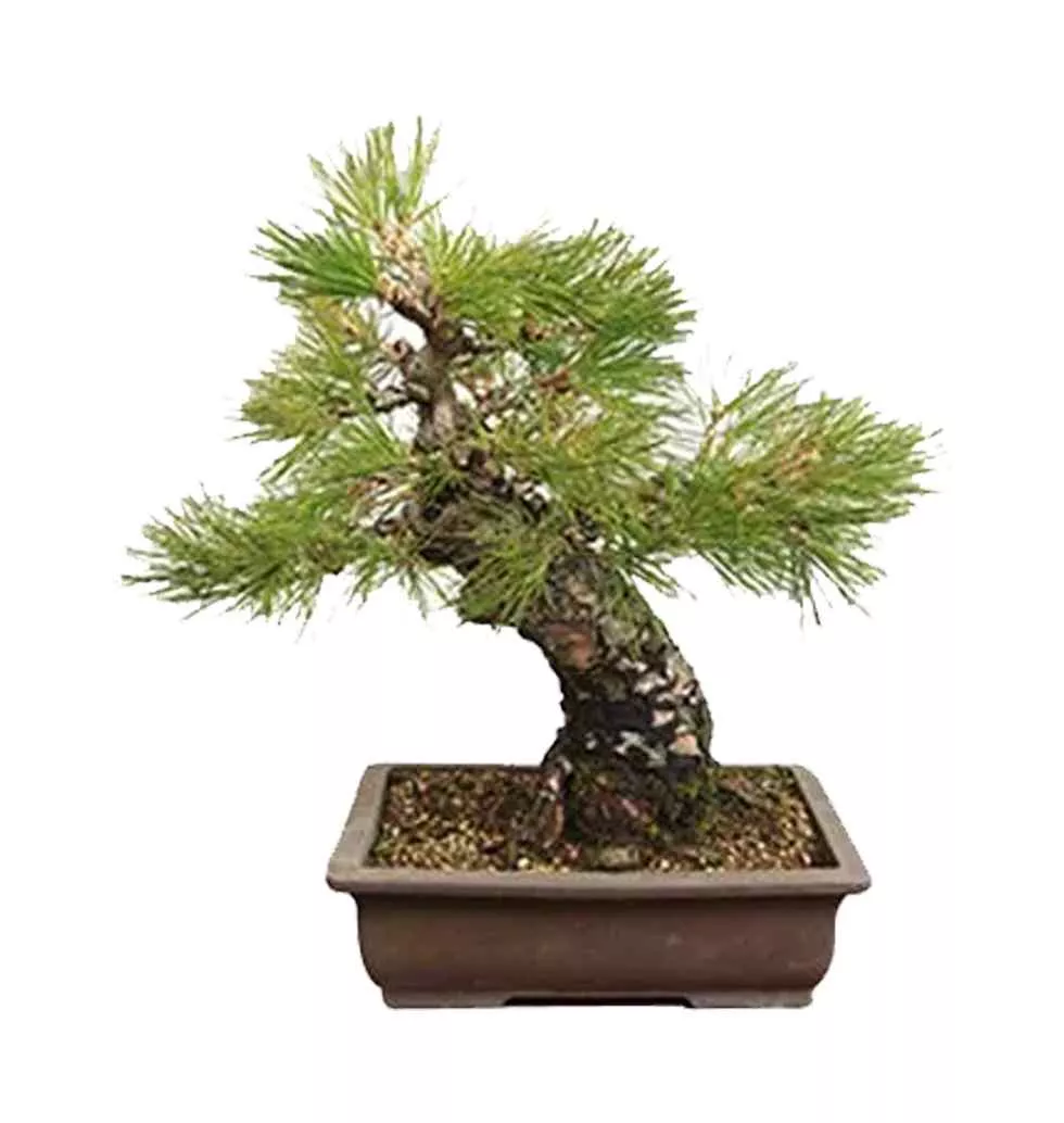Attractive Japanese Black Pine Bonsai Plant in Pot