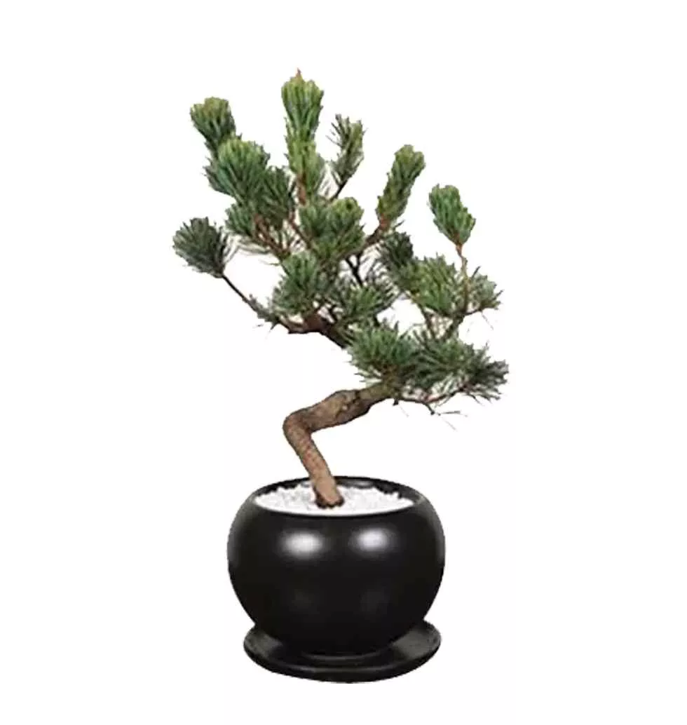 Captivating Pinus Parviflora Bonsai in Pot