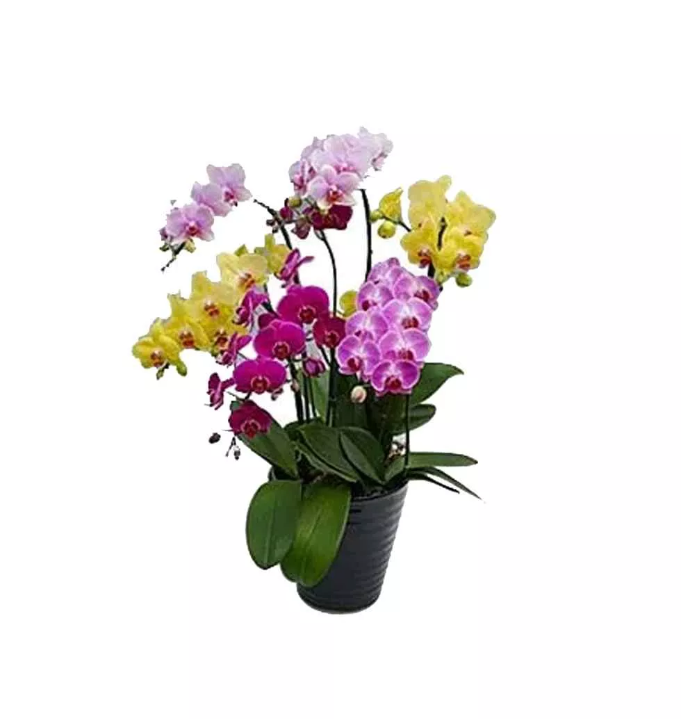 Delicate Décor of Mixed Flowers Placed in Pot