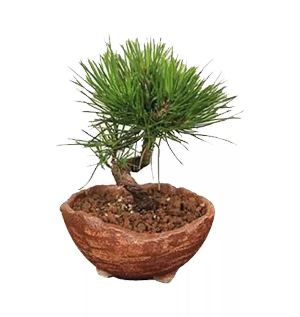 Elegant Japanese Black Pine Bonsai Plant in Pot