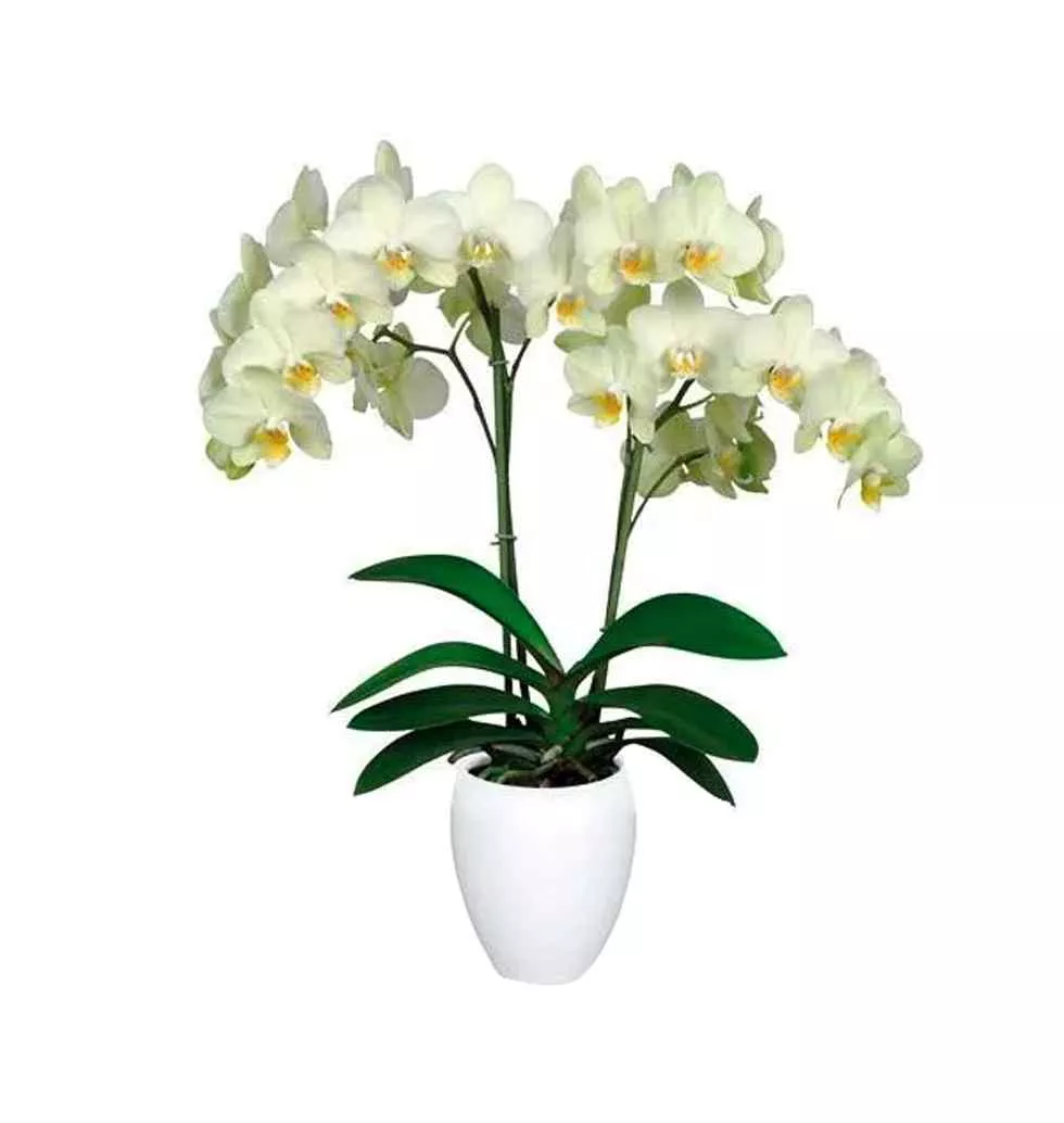 Send the Perfect Birthday Gift to Japan Gift Baskets Japan