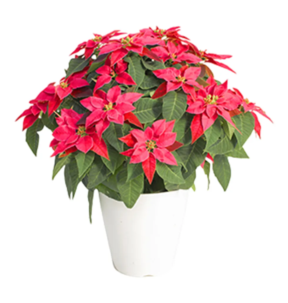 Christmas Cheer Prinsetia Rouge Plant