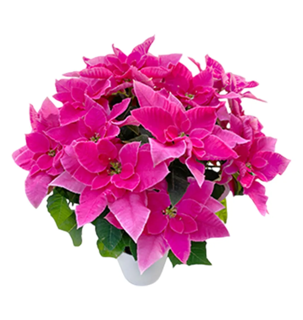 Sophisticated Pink Potted Plant Beauty