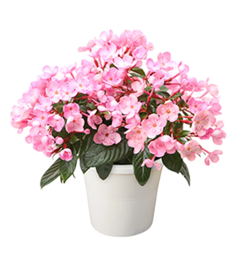Award-Winning Holiday Luculia Plant